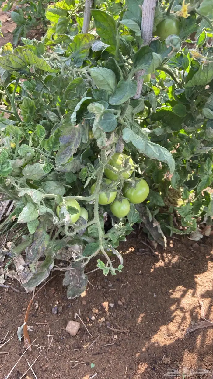 مزرعة 29