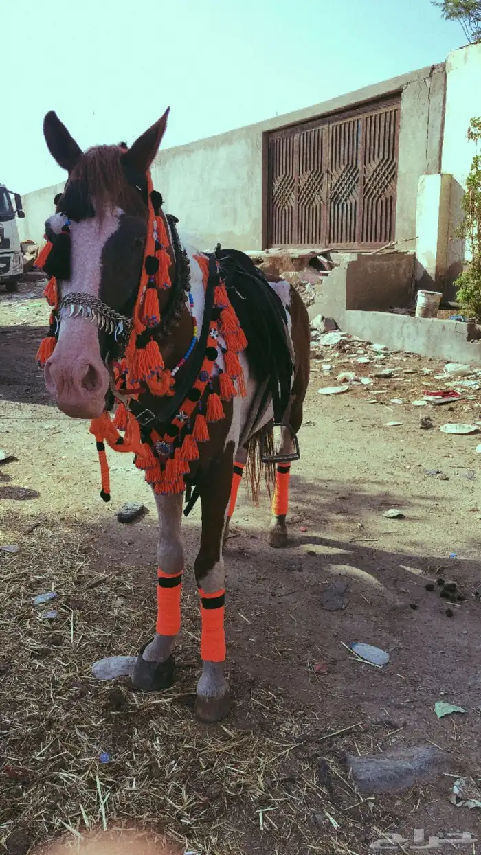 إيجار سيسي و بوني و خيل و جمل و حنطور 9