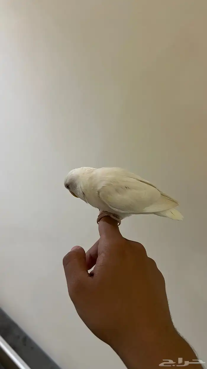 روز اليف وهدد نشبه(تم البيع) 3