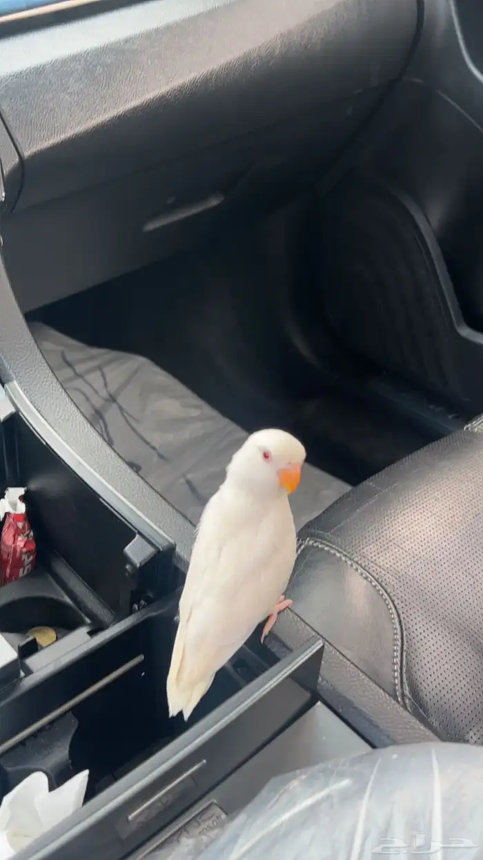 روز اليف وهدد نشبه(تم البيع) 0