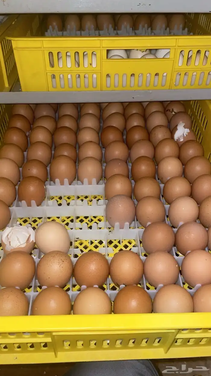 جميع انواع البيض 2