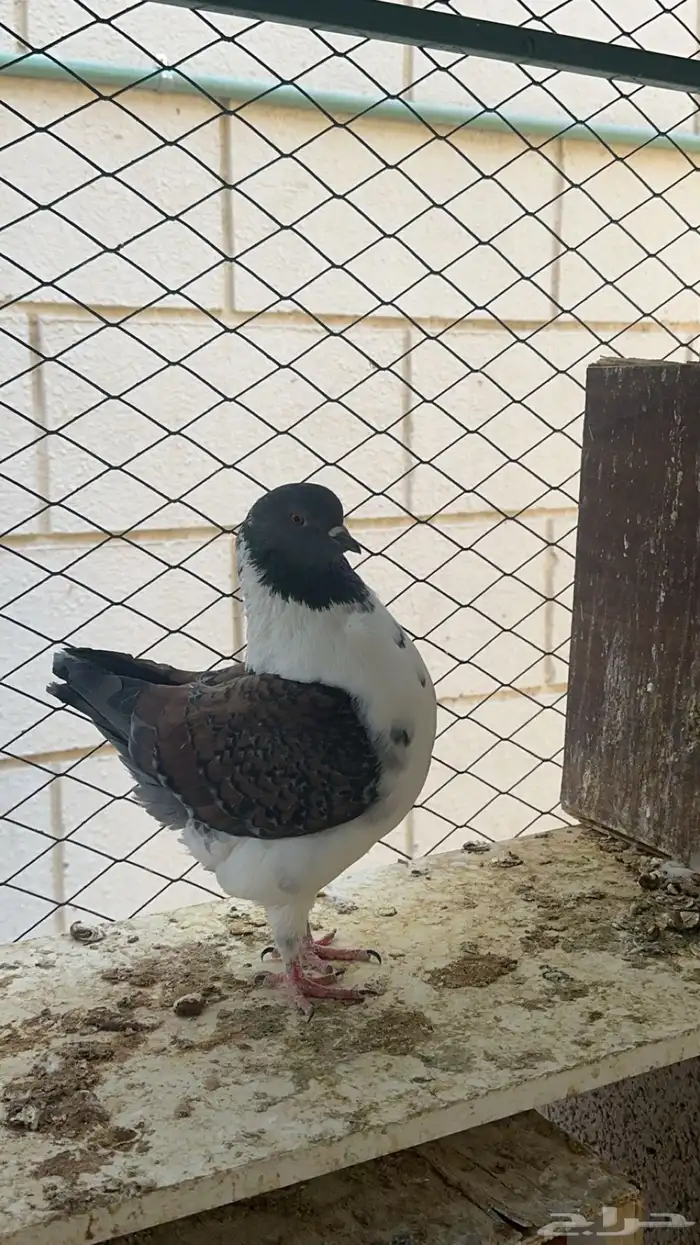 حمام كنق مودينا 0