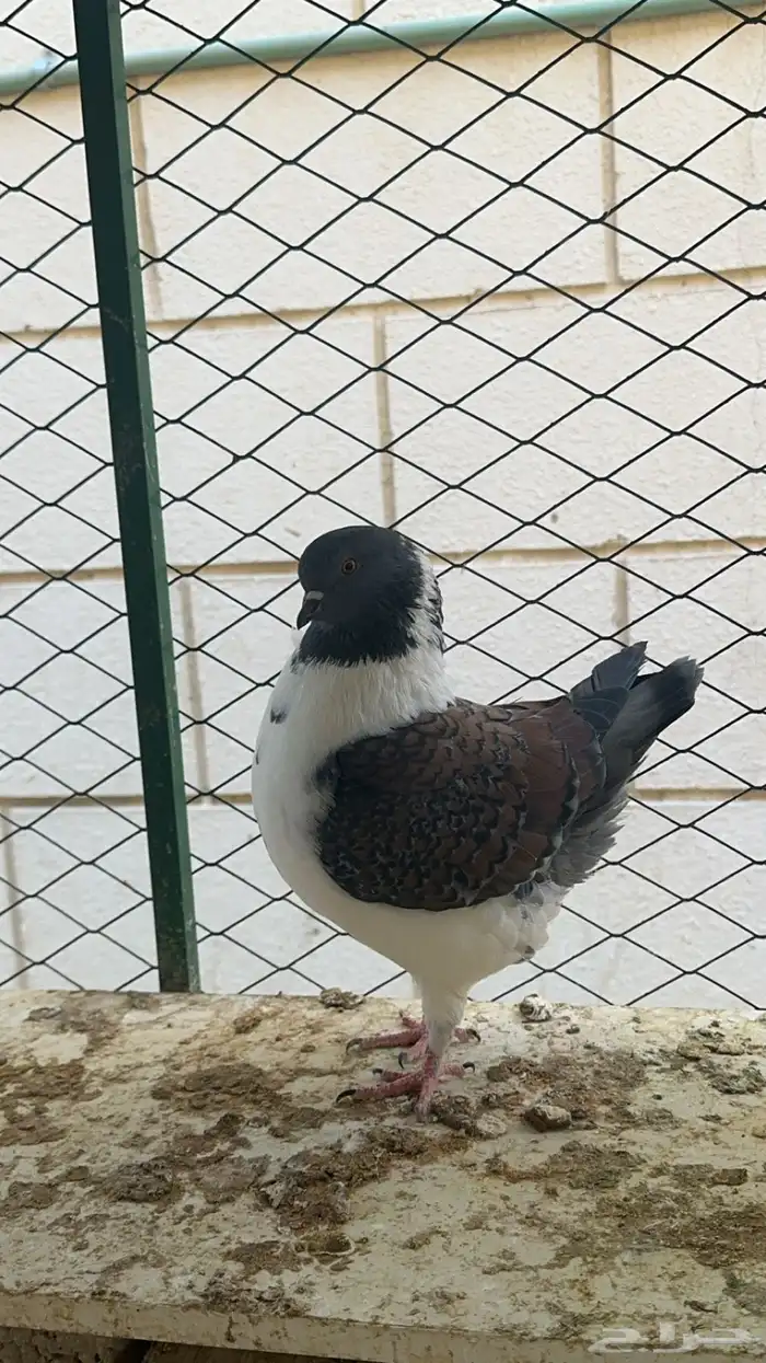 حمام كنق مودينا 2