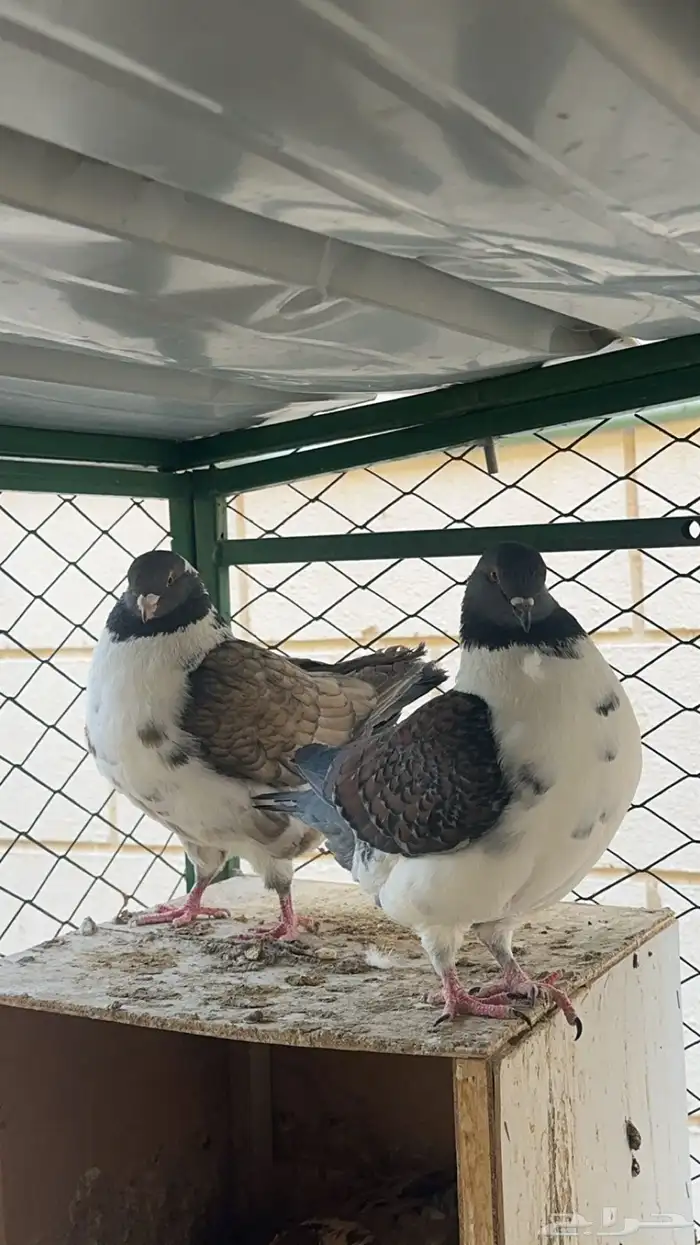 حمام كنق مودينا 5