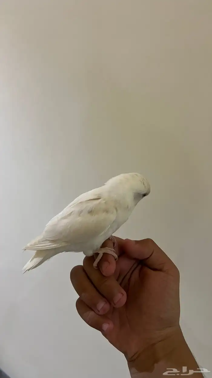 روز اليف وهدد نشبه(تم البيع) 2