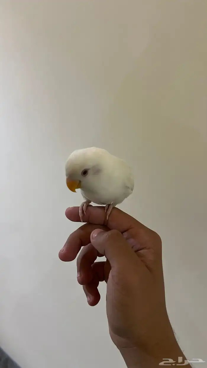 روز اليف وهدد نشبه(تم البيع) 1