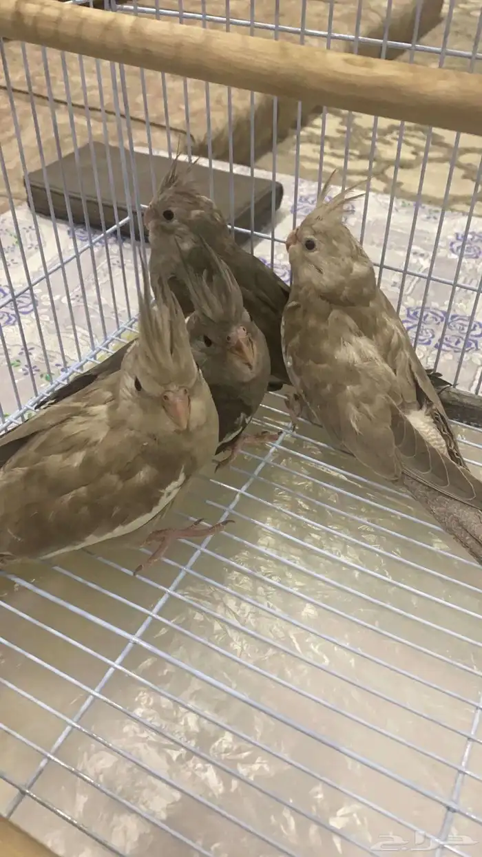 4 طيور كروان هولاندي 0
