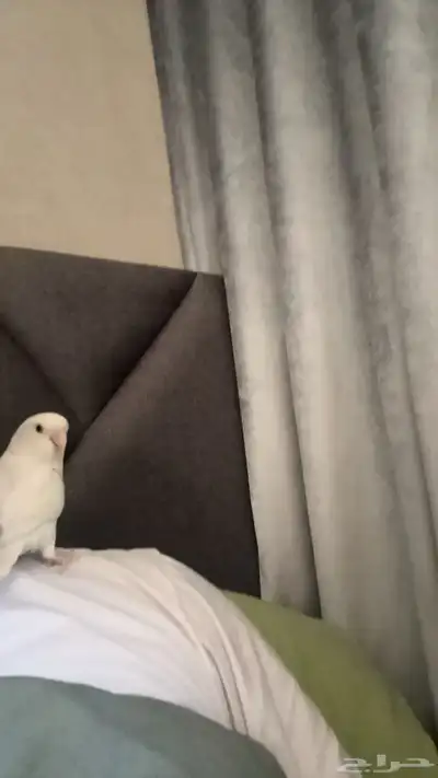 عصفور للبيع الجبيل 2