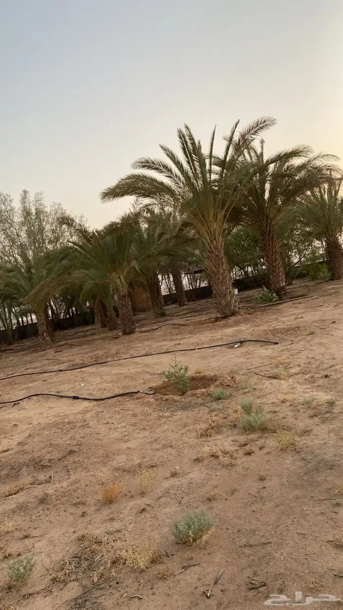 مزرعة 14