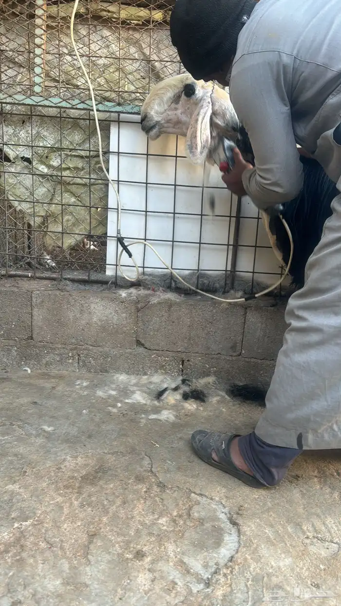 شاه نادره 0