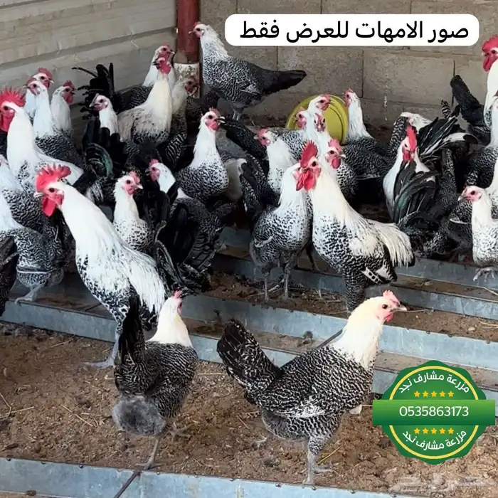 صوص فيومي سوبر جامبو اصل 4