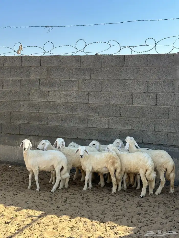 خرفان للبيع اضاحي وعياد 3