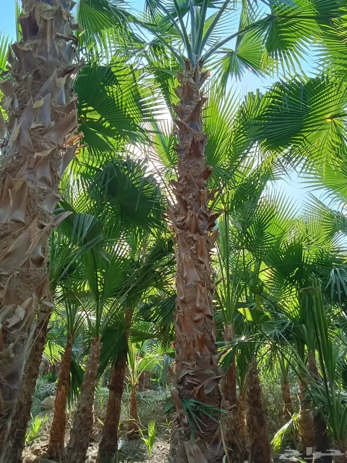 نخل واشنطن زينة امريكي 1