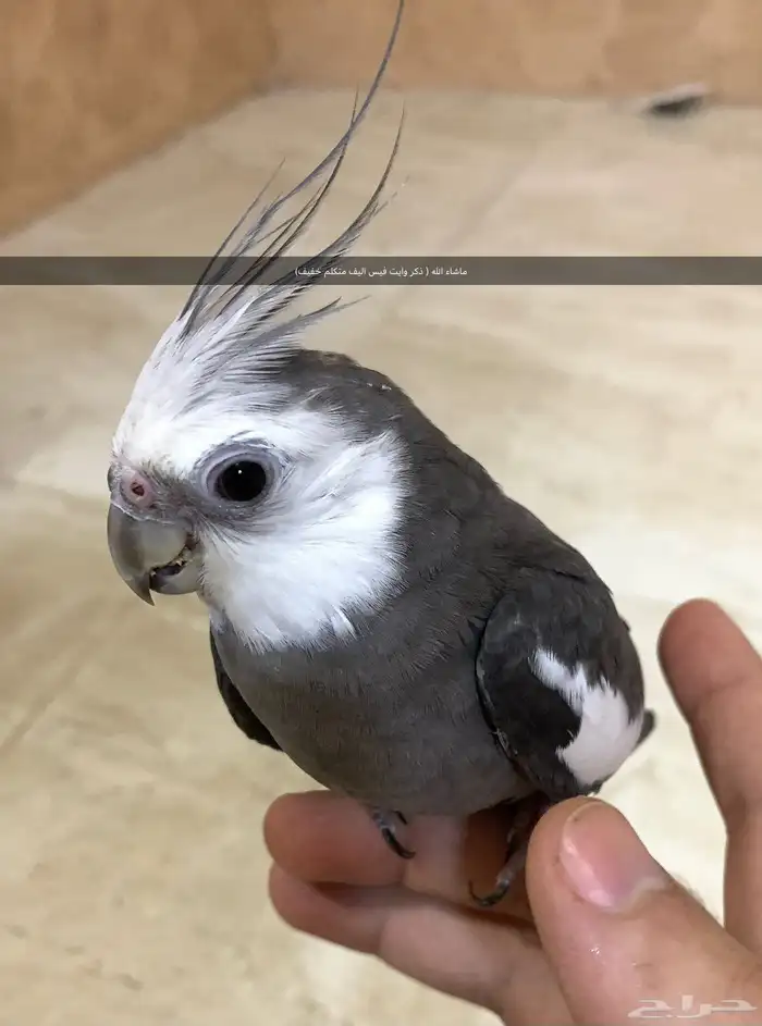 جوز كروان اليف 0