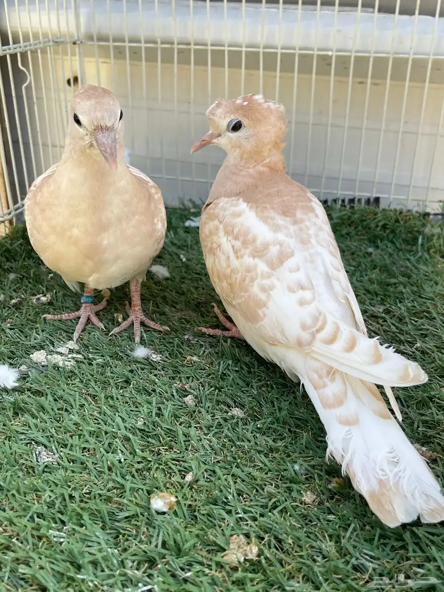 طبه ياكريم اقرزل 4