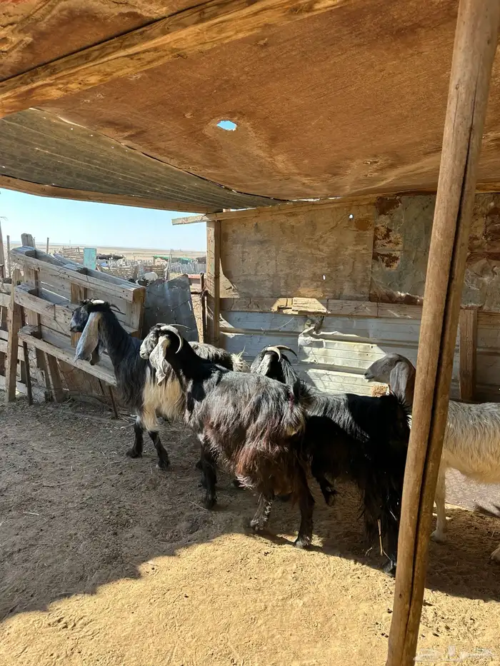 معزا دفيع 1