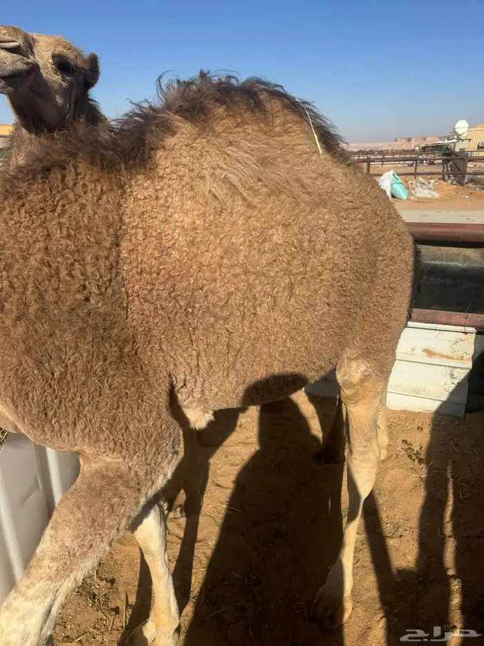 حشو طيب سمان 3