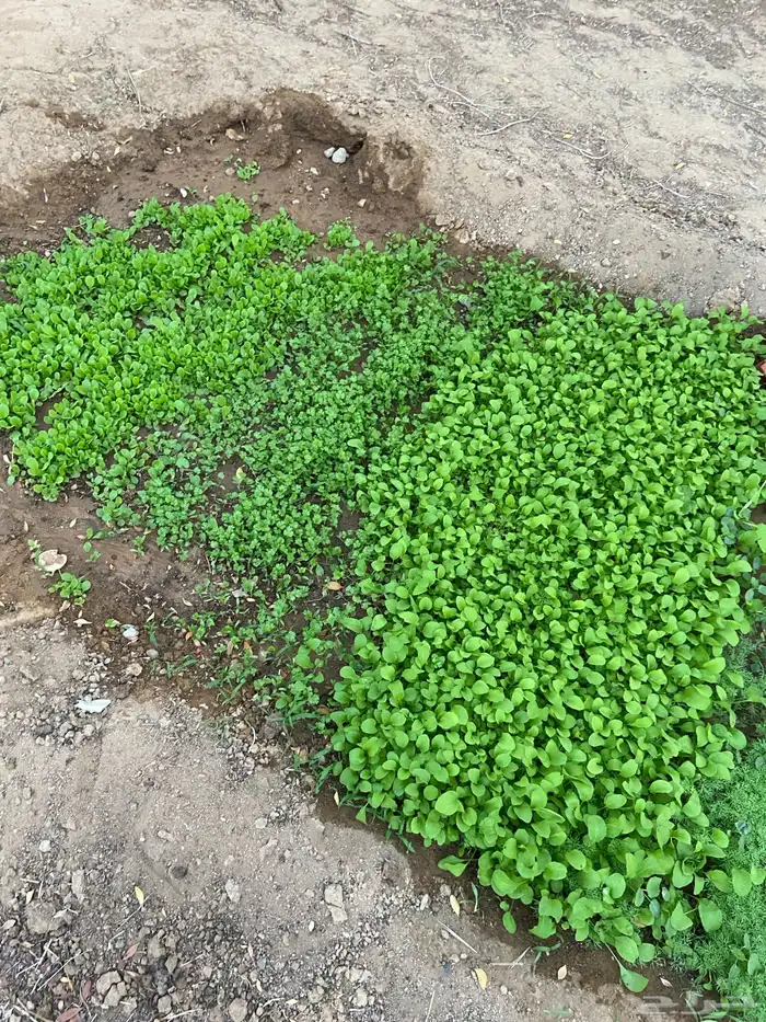 مزرعة 9