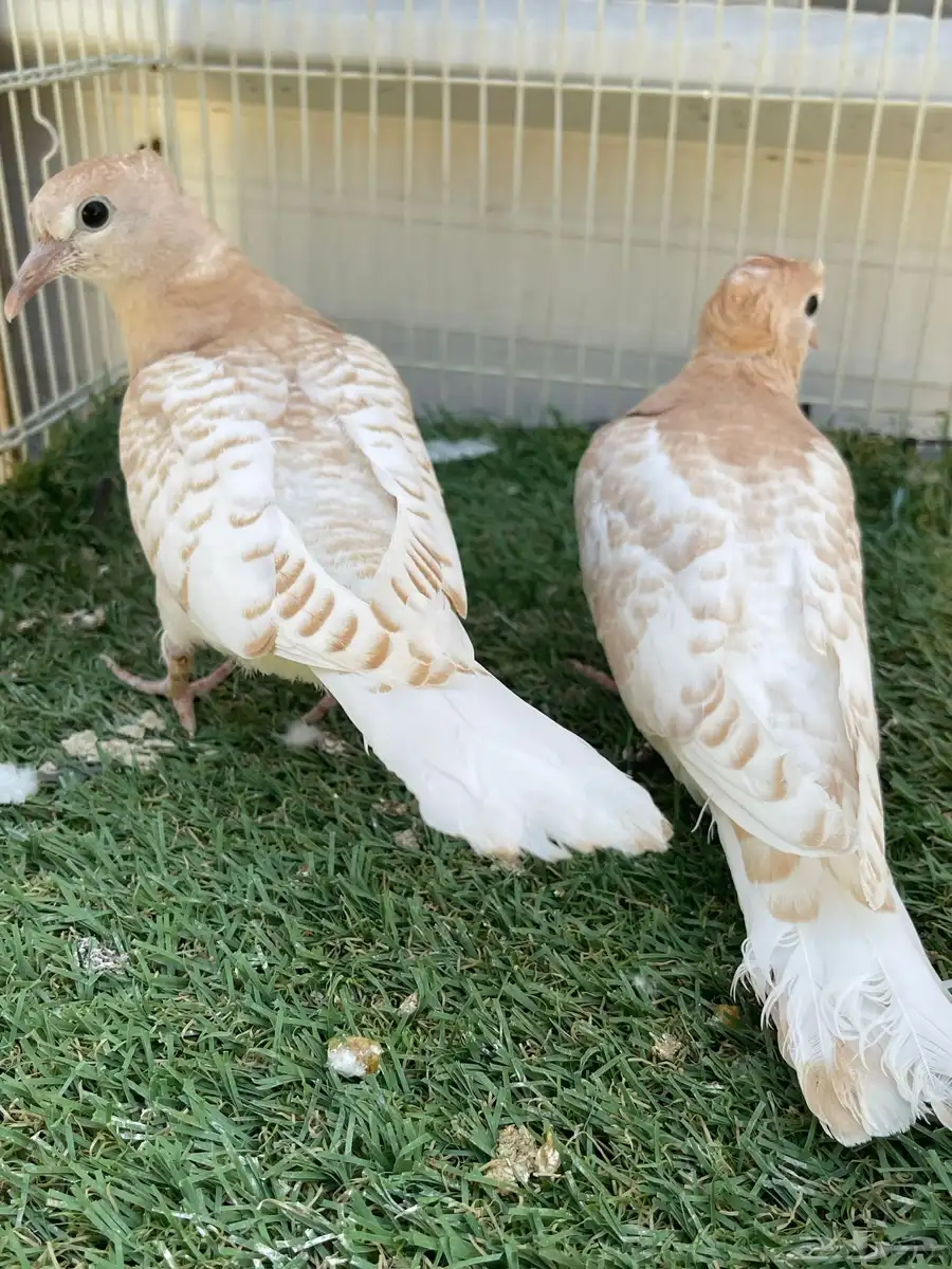 طبه ياكريم اقرزل 1