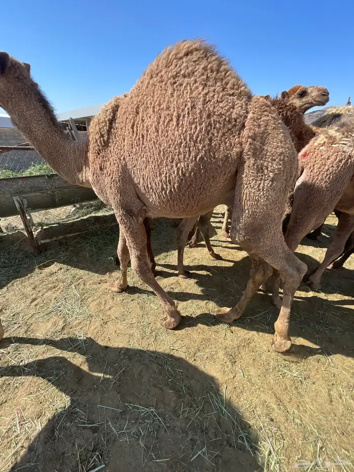 للبيع القعدان الكفو للمبادي وزواجات فل الفل 1
