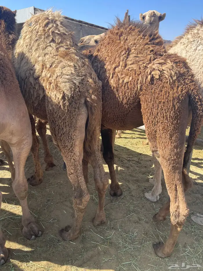 للبيع القعدان الكفو للمبادي وزواجات فل الفل 3