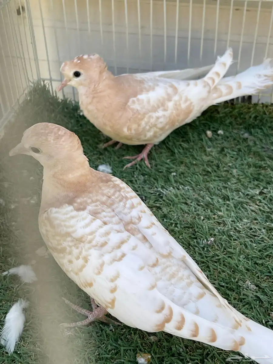 طبه ياكريم اقرزل 3