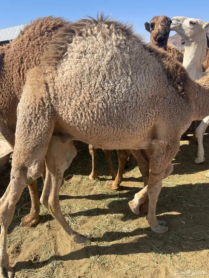 للبيع القعدان الكفو للمبادي وزواجات فل الفل 2