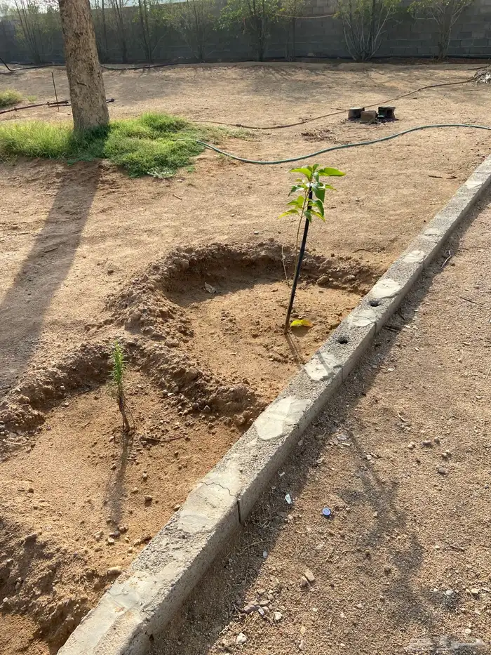 مزرعة 6