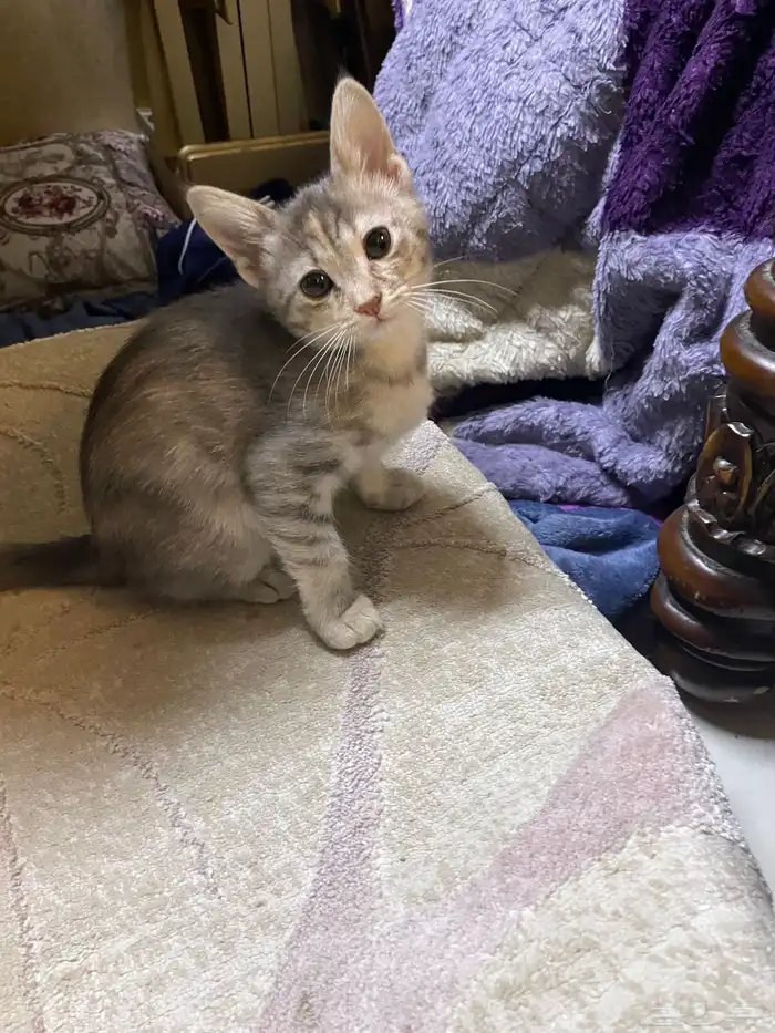 قطط للتبني 2