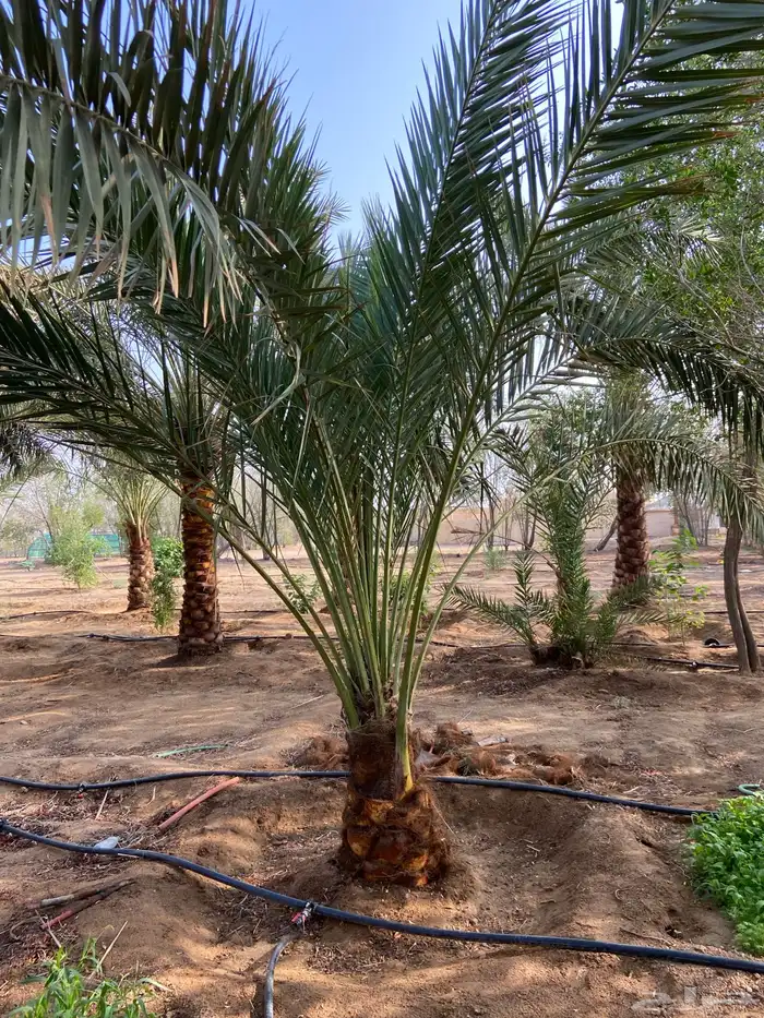 مزرعة 0