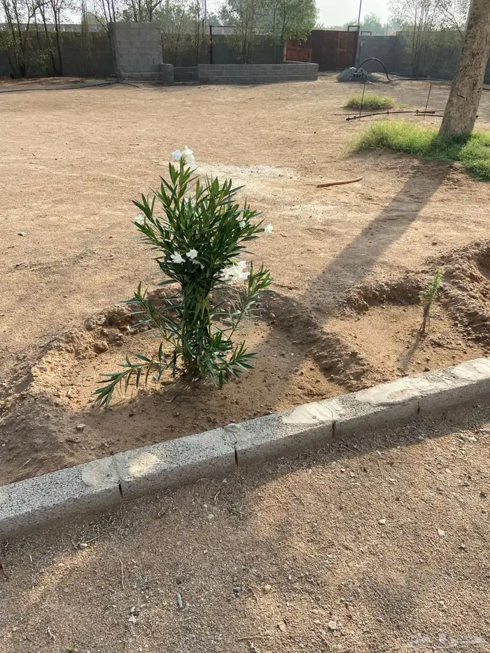 مزرعة 7