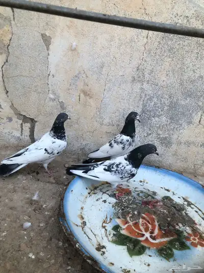 للبيع ثلاث اناثي 1