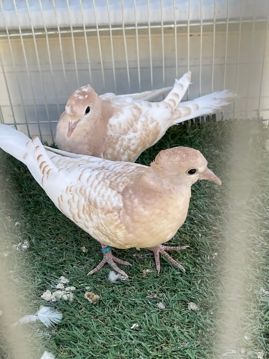 طبه ياكريم اقرزل 0