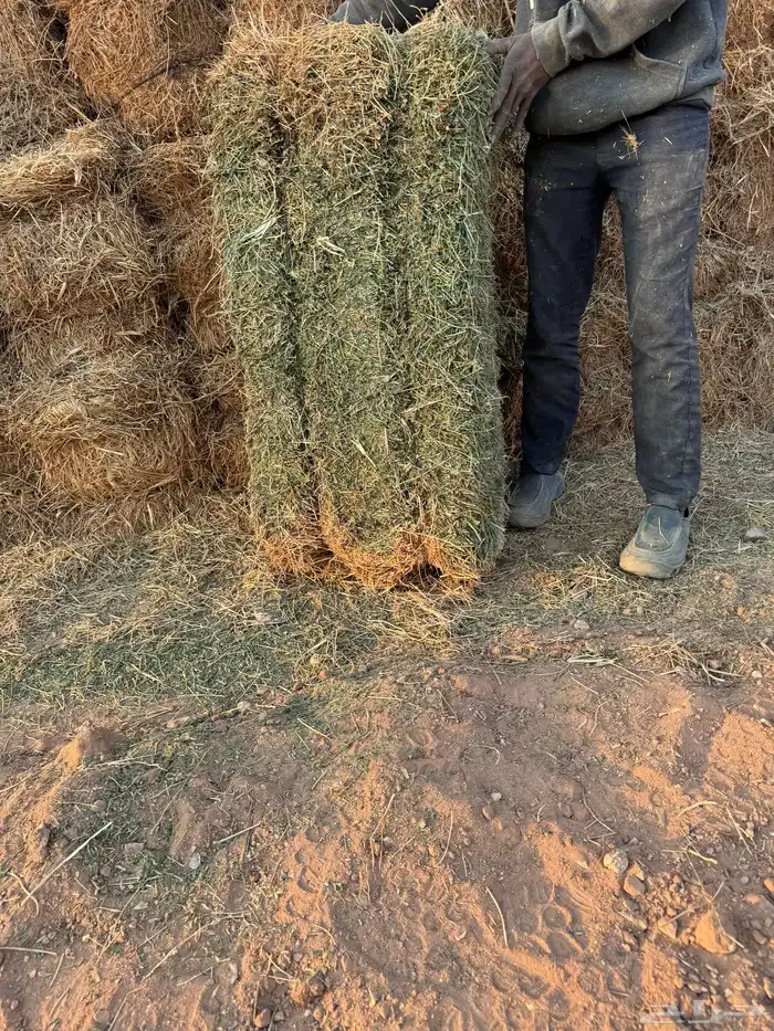 برسيم مخلوط غنم بل ارخص الاسعار 2