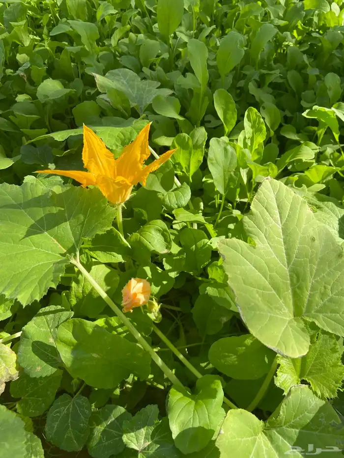 مزرعة 8