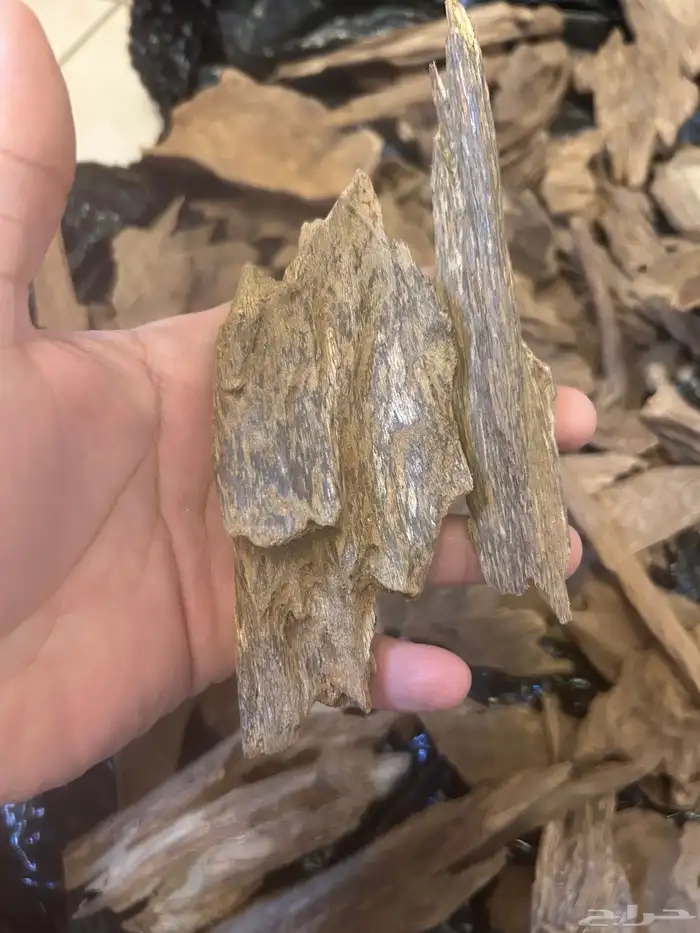 عود بابوا غينيا اندونسي طبيعي 2