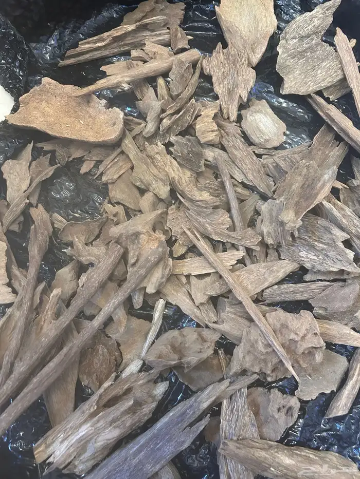 عود بابوا غينيا اندونسي طبيعي 1
