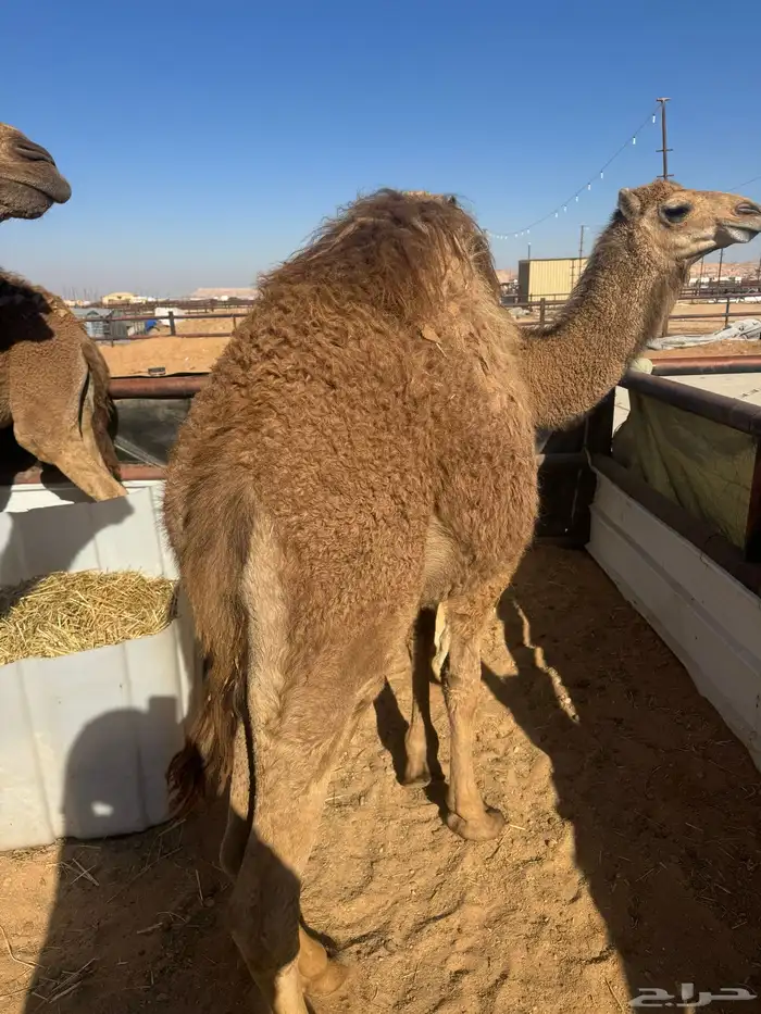 حشو طيب سمان 1