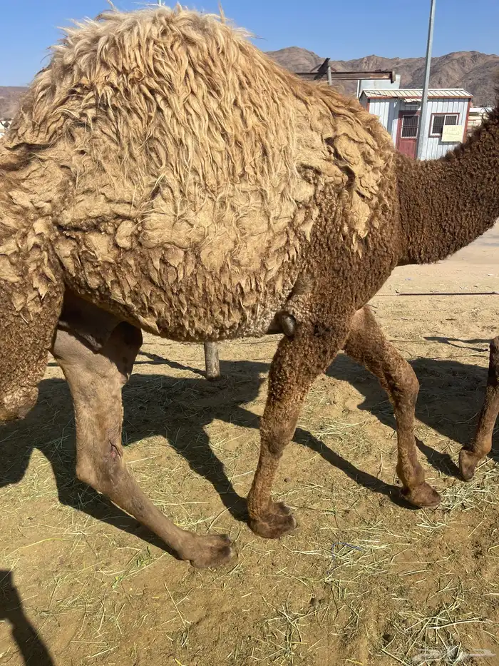 للبيع القعدان الكفو للمبادي وزواجات فل الفل 4
