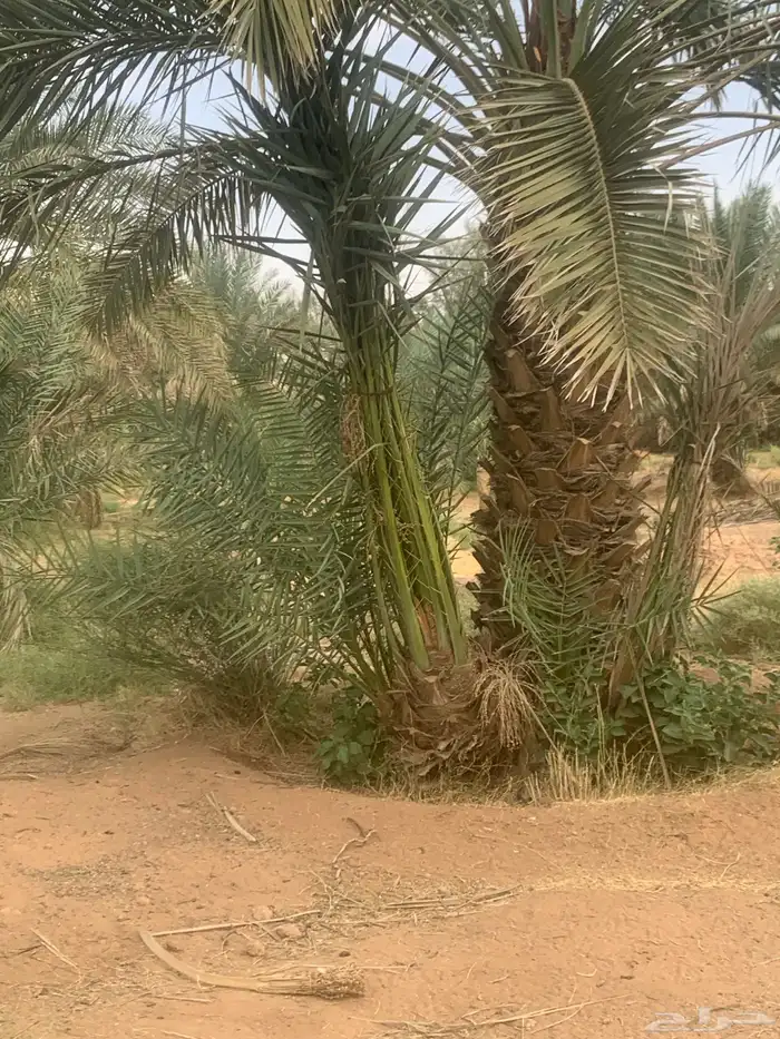 نخيل فاخرة 1
