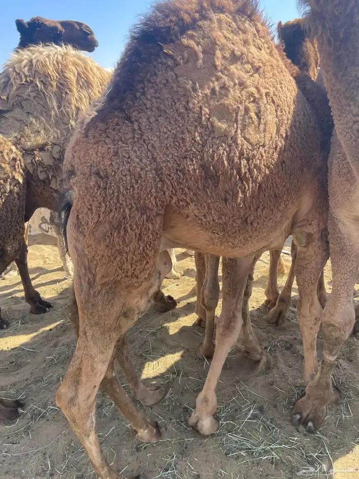 للبيع القعدان الكفو للمبادي وزواجات فل الفل 5
