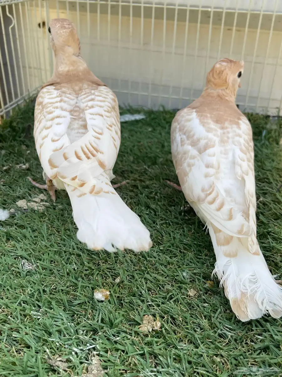 طبه ياكريم اقرزل 2