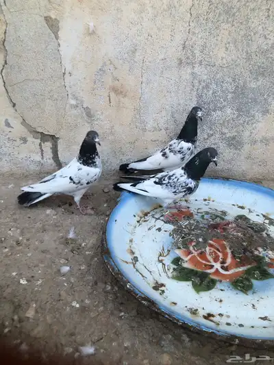 للبيع ثلاث اناثي 0