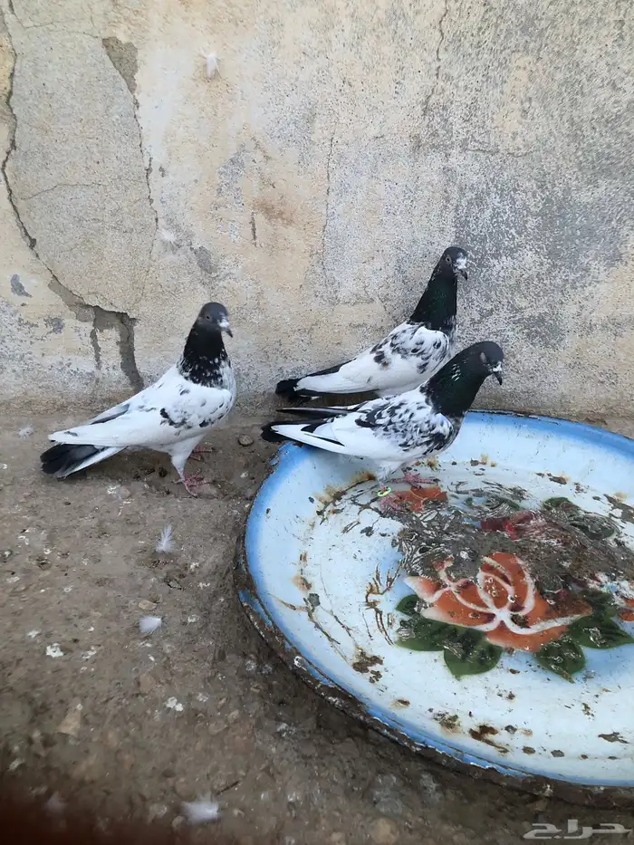 للبيع ثلاث اناثي 0