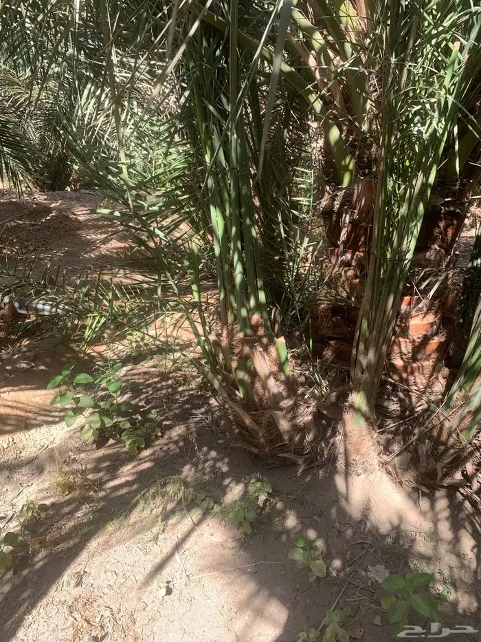 نخيل فاخرة 3