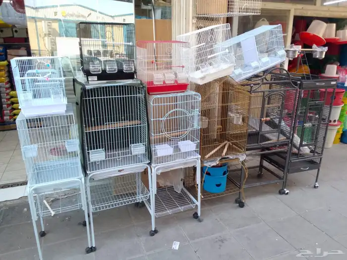 قفص كاسكو طيور الدره ببغاء طيور انتاج 11