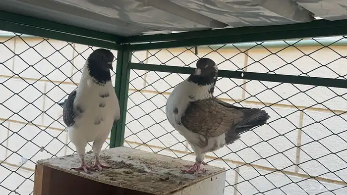 حمام كنق مودينا 3