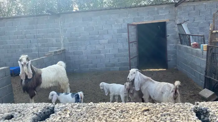 مزرعة 30