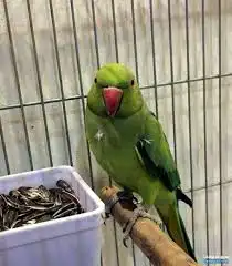 ببغاء 1