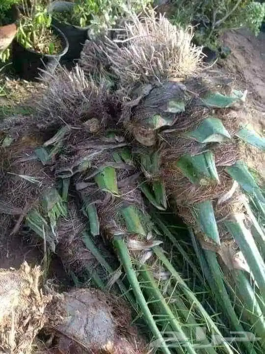 نخيل فاخرة 0
